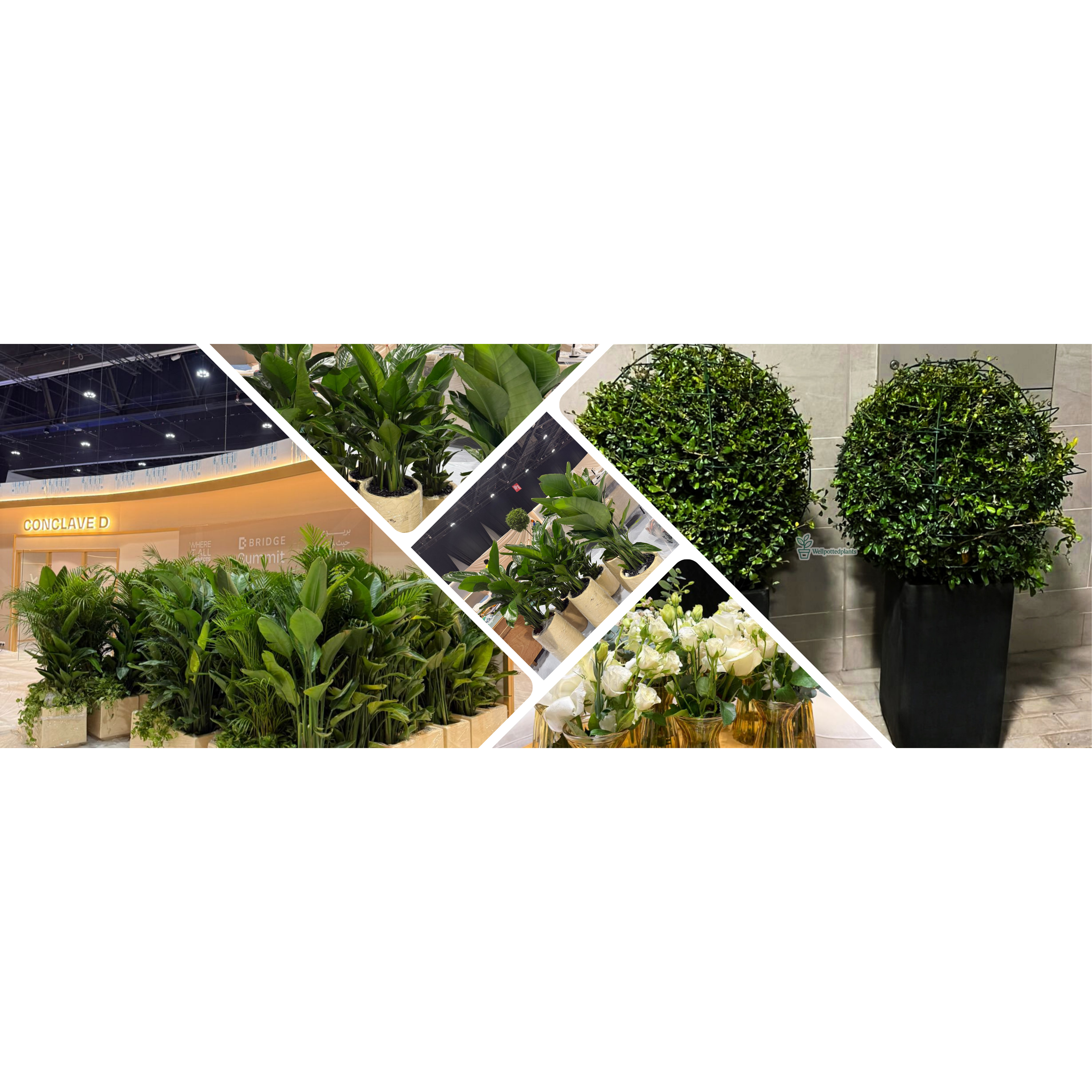 Indoor Plants UAE | Best Indoor Plants in Dubai & Abu Dhabi