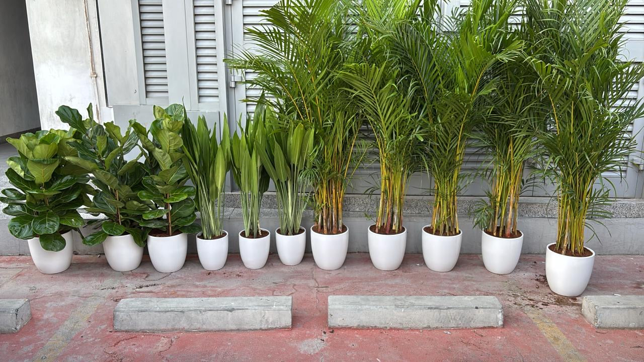 Best and Cheap Place to Buy Plants in Dubai