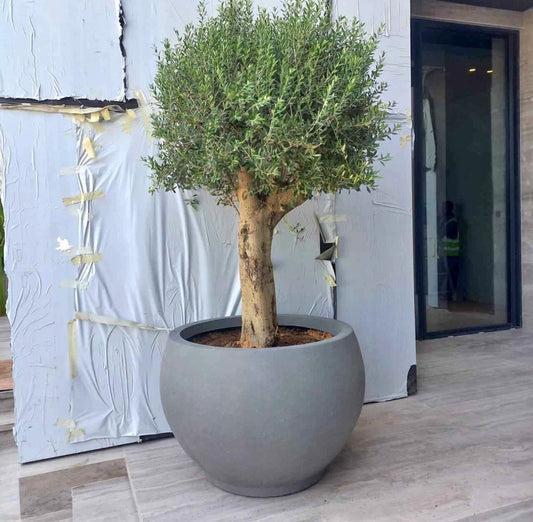 Olive Tree Premium Large from Palestine