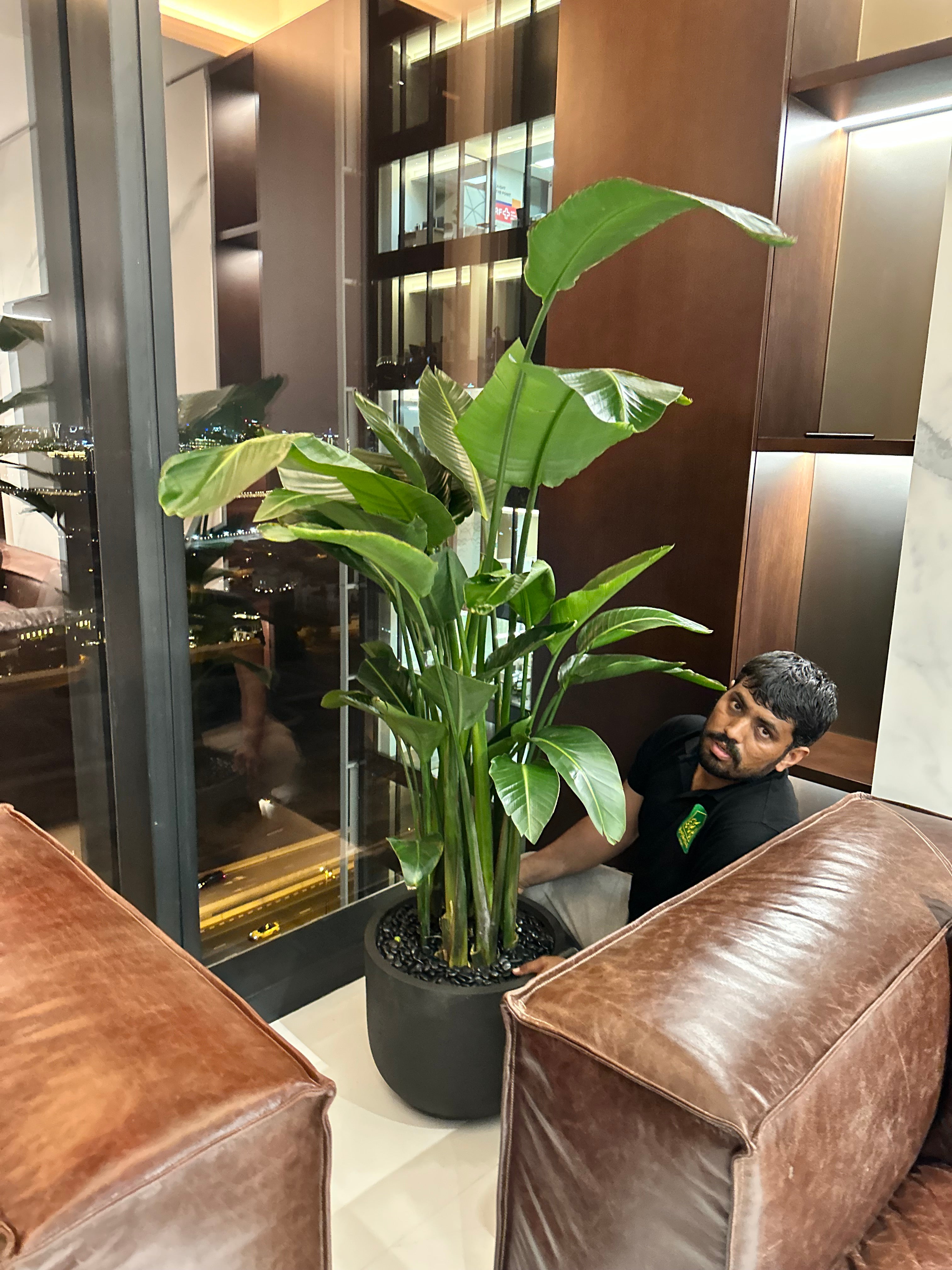 Office Plants Premium Bundle in Fiber Pot New 10pc