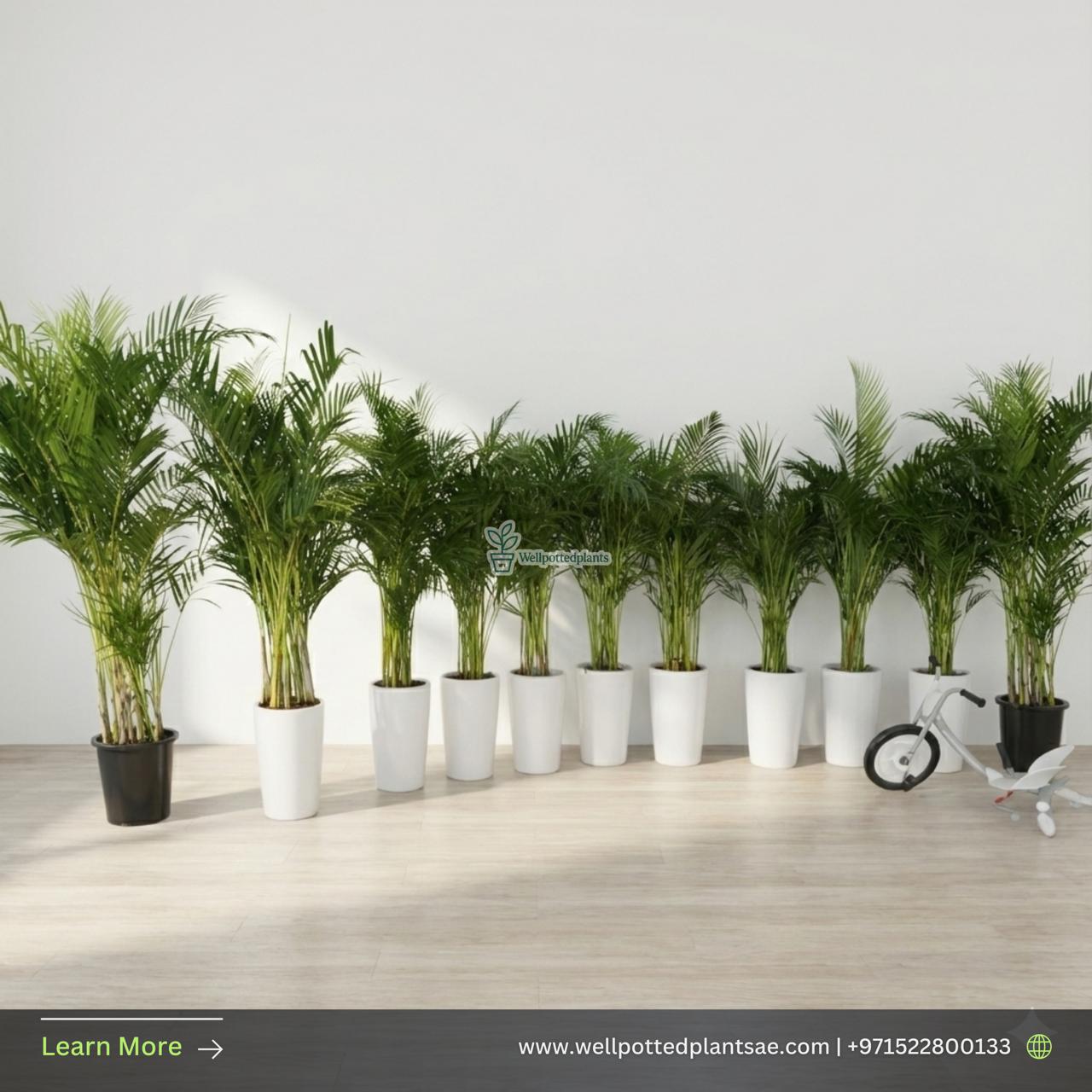 Areca Palm Bundle 11plants Office Plants or House Plants