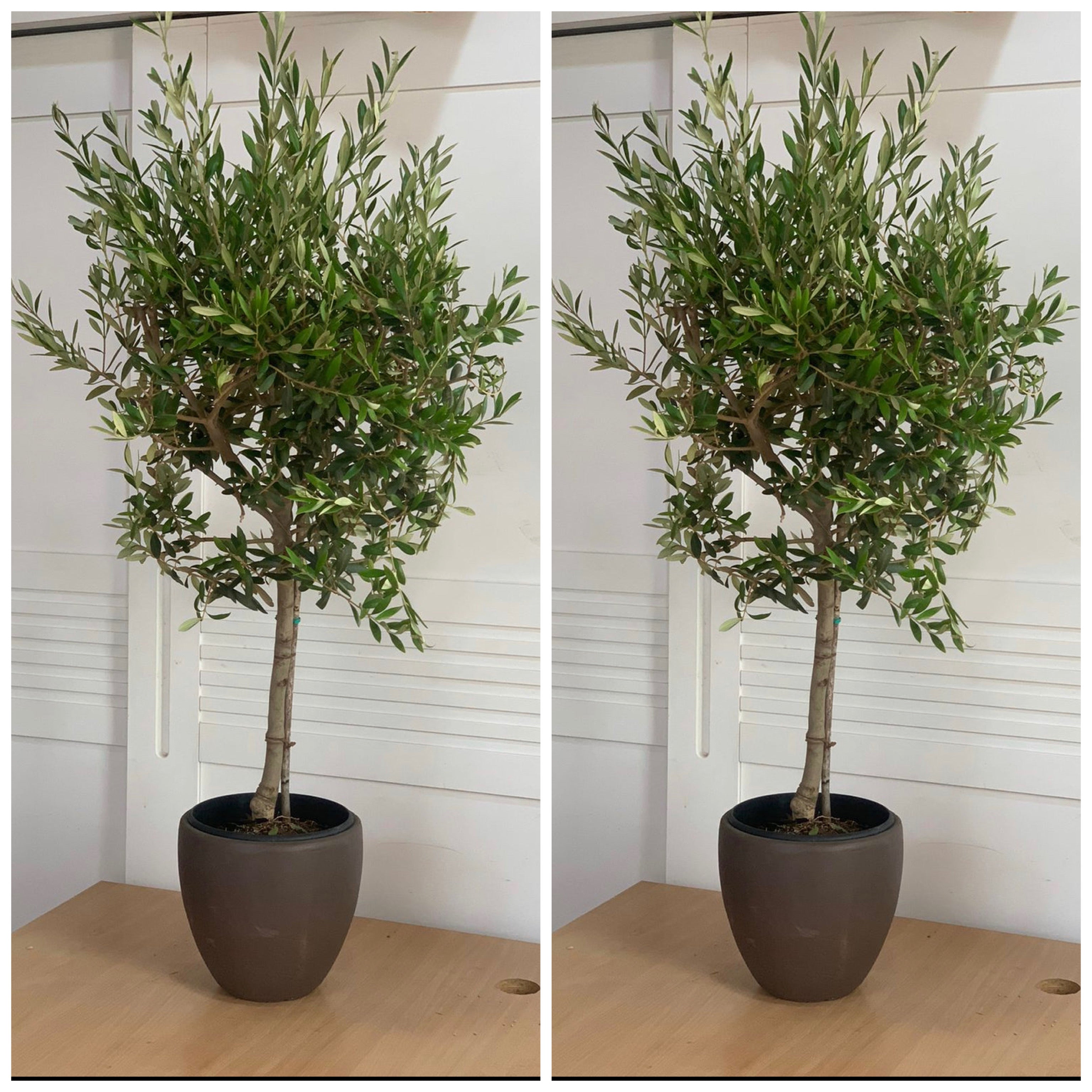 Olive Tree Premium Bundle 2pc