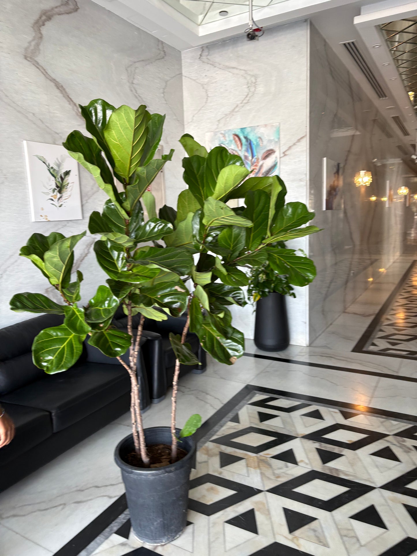 Fiddle XLarge Plant Promo