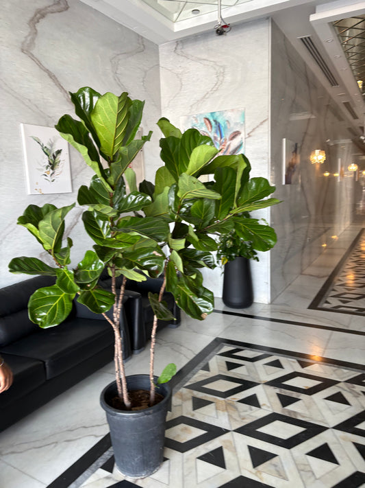Fiddle XLarge Plant Promo