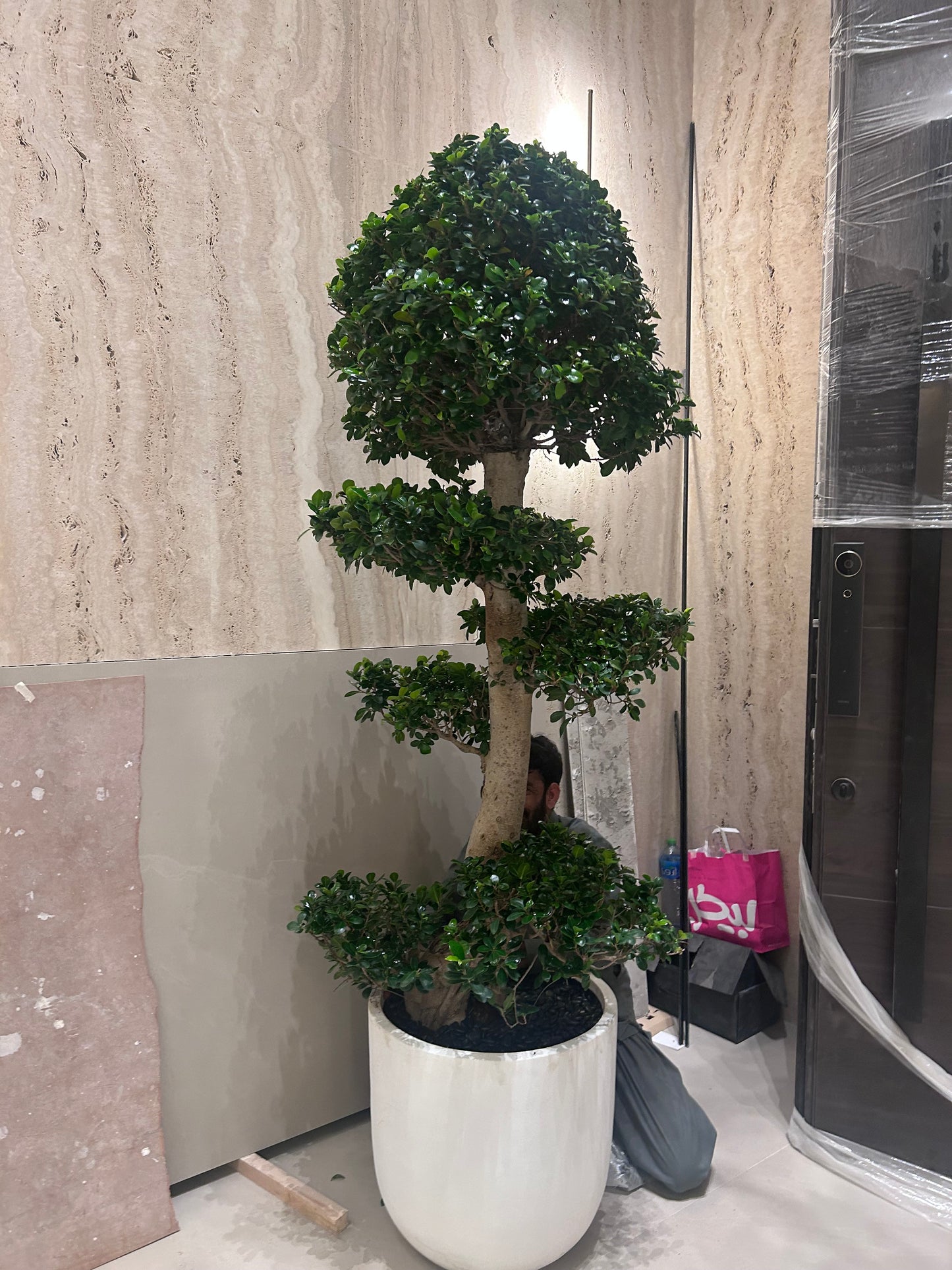 Bonsai XXL 2.2m to 2.5m in Fiber Pot