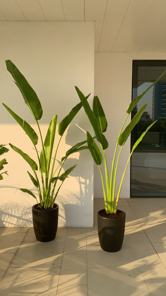 Office Plants Travellers Palm 2.2m in Black Pot Bundle 2pc PROMO
