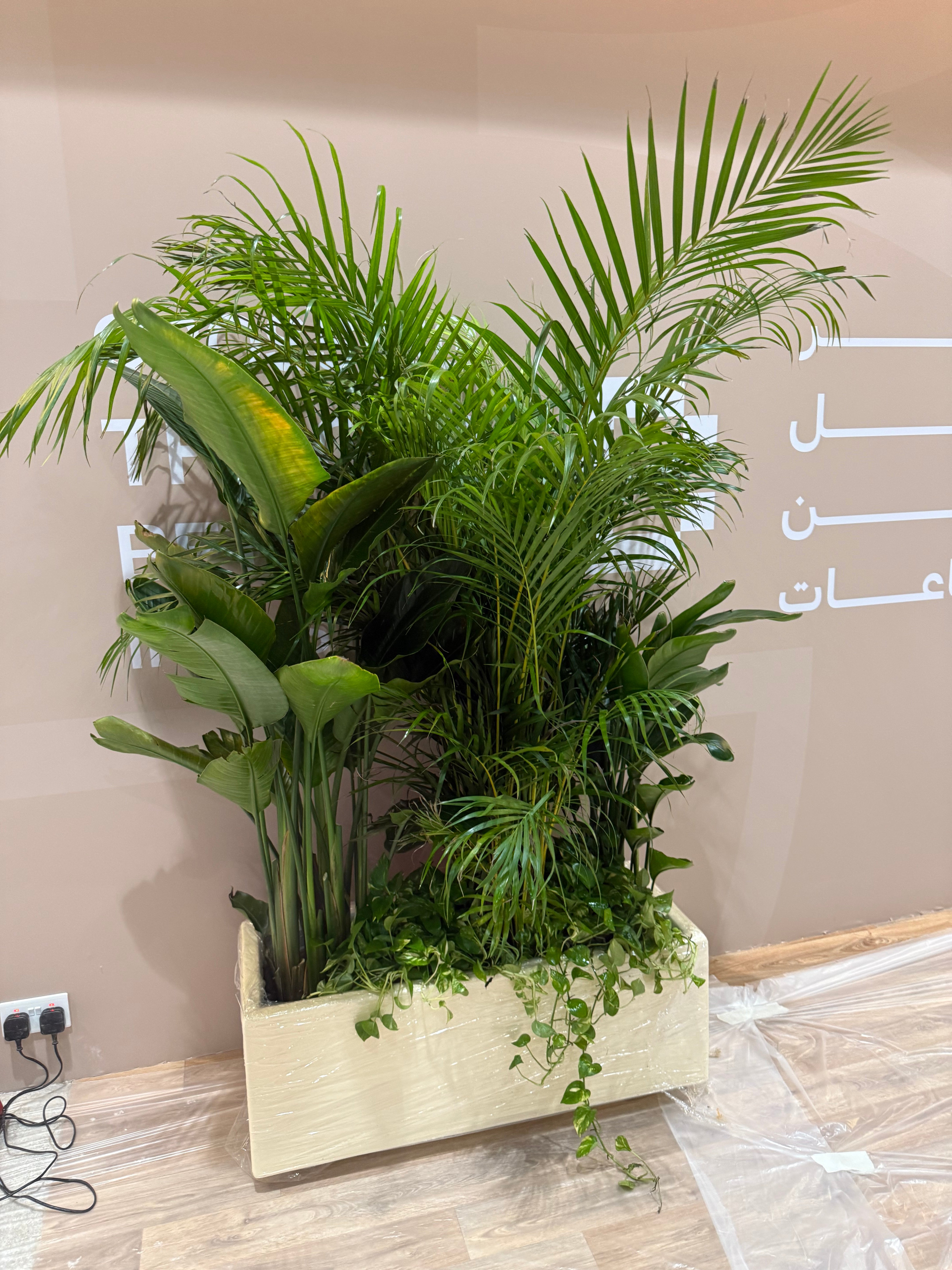 Office Plants Privacy Plant in Rectangle Pot Premium on Sale