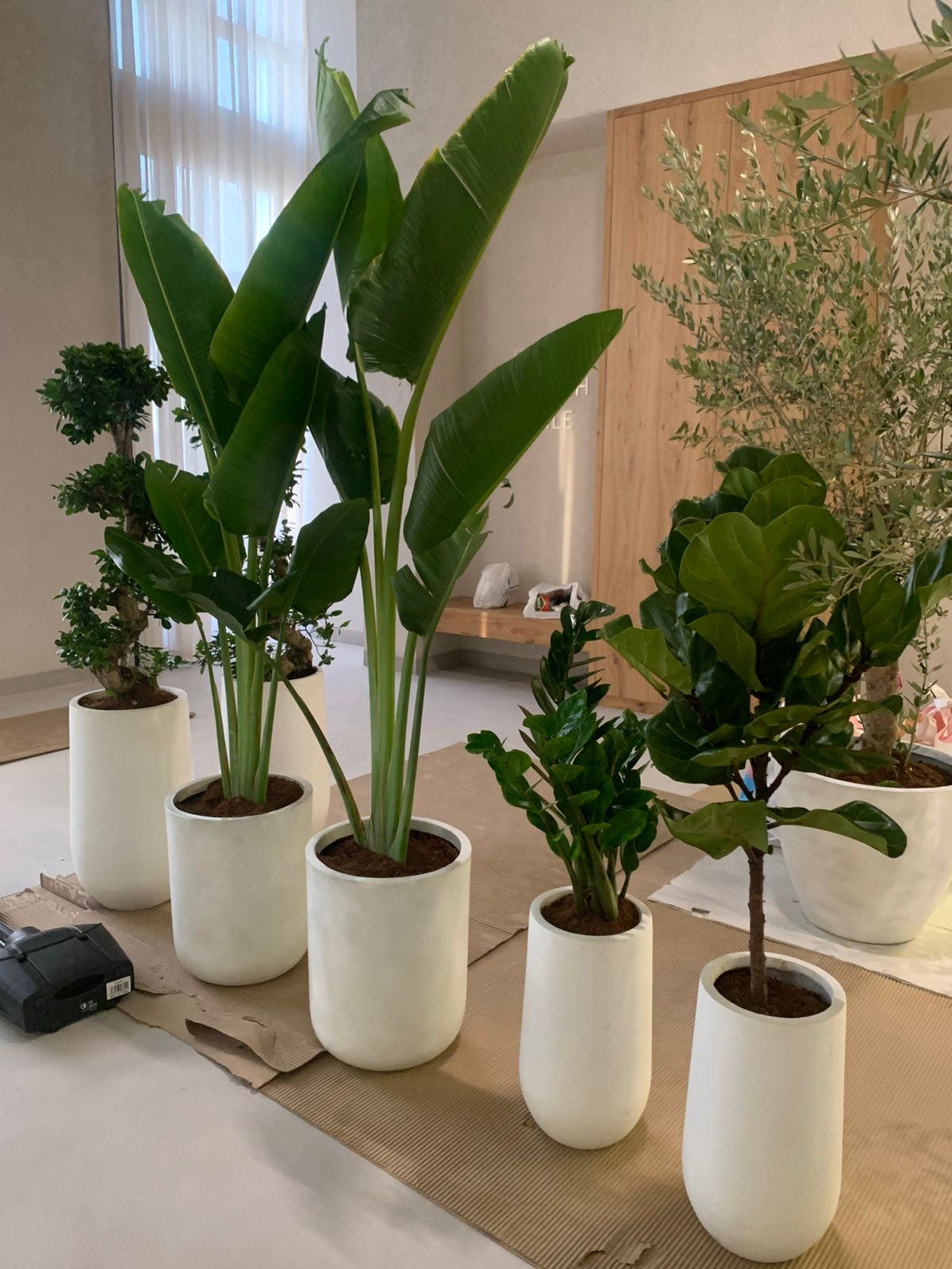 Air Purifying 5 Plants Bundle Premium