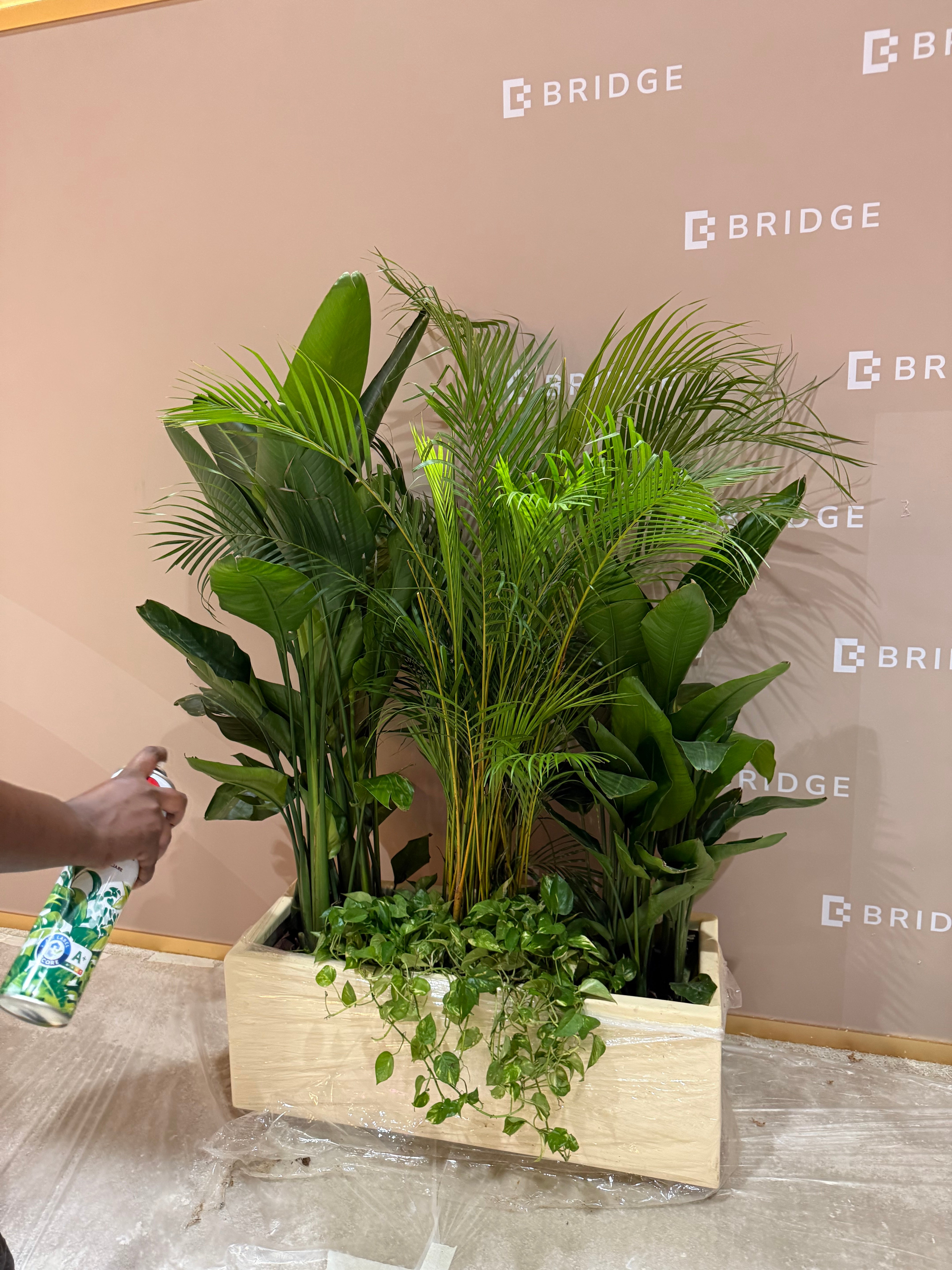 Office Plants Privacy Plant in Rectangle Pot Premium on Sale