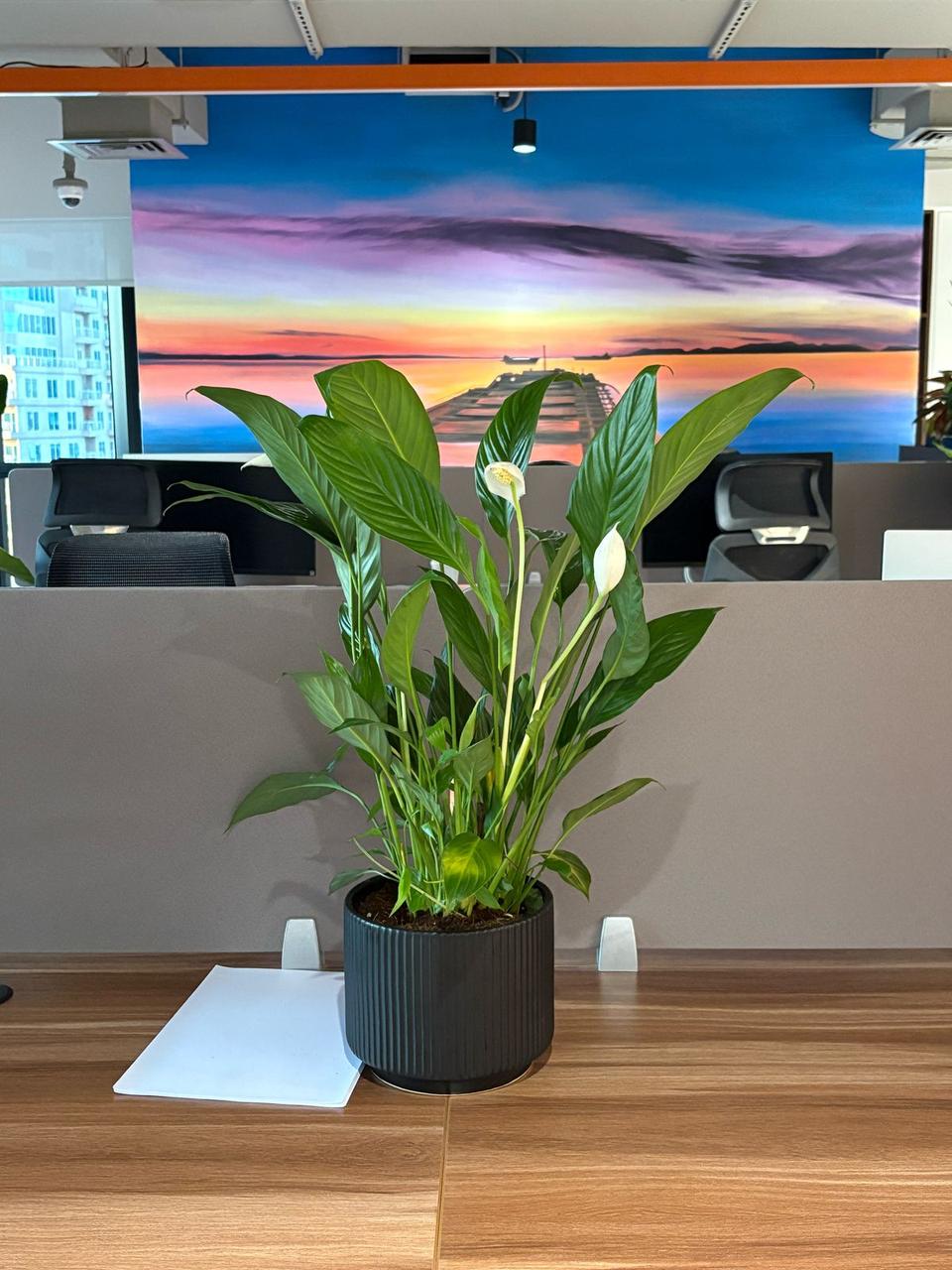 Peace lily