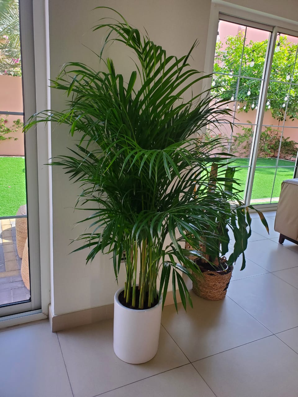 199DH Areca Palm Tree Bushy in Ceramic Pot – PROMO, UAE