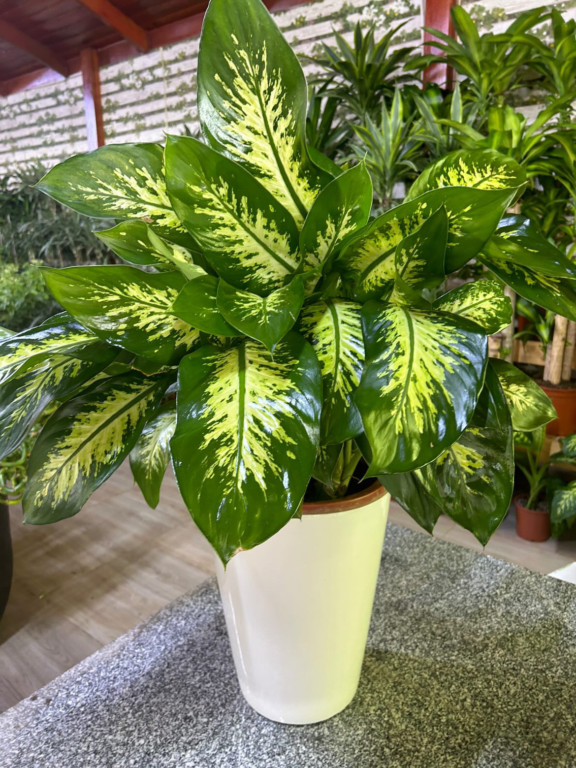 Dieffenbachia in Long Pot PROMO