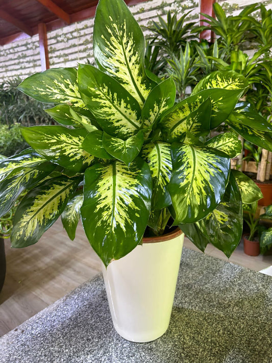 Morning Dew in Long Pot PROMO