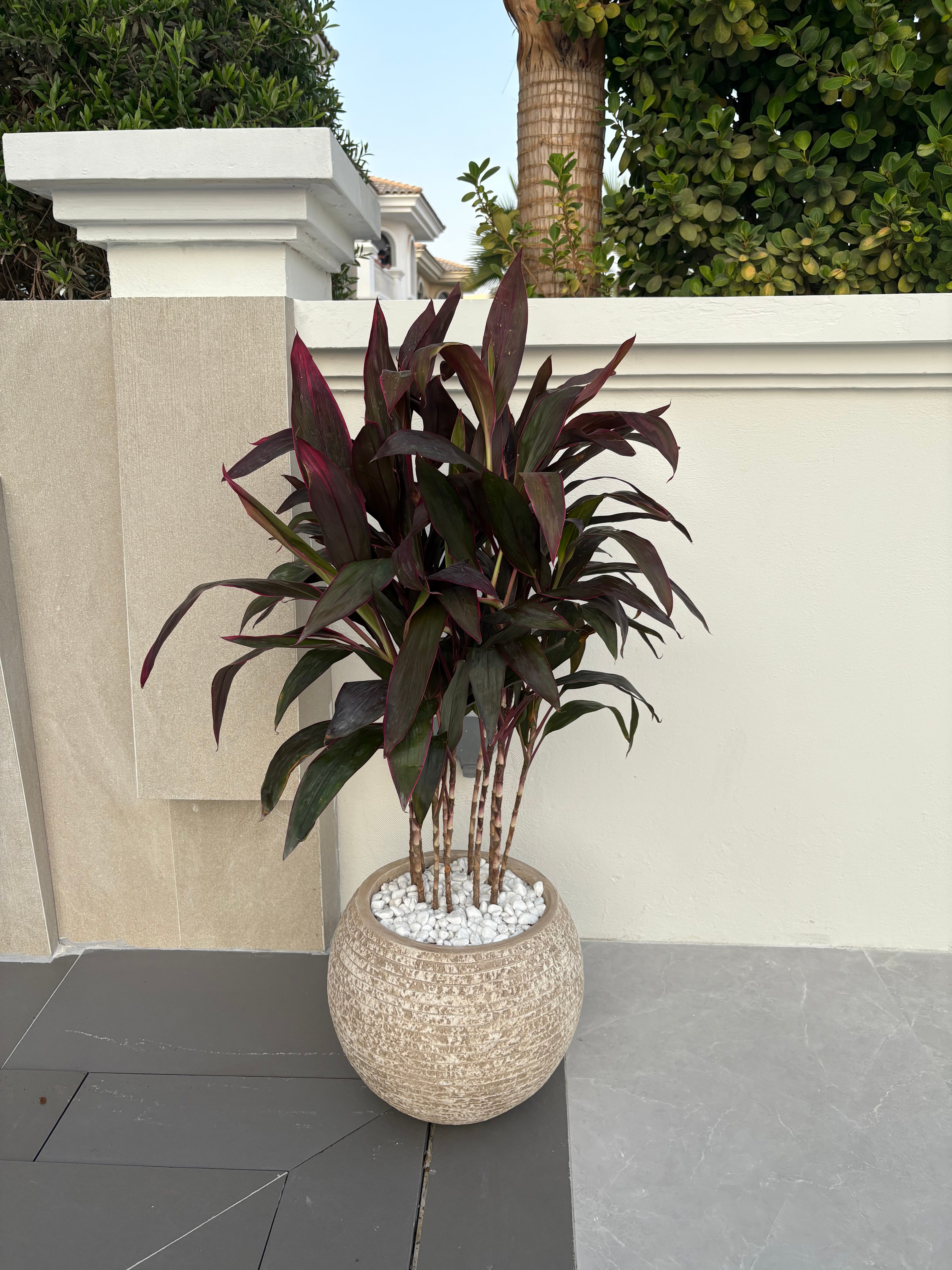 Corline Premium in Fiber