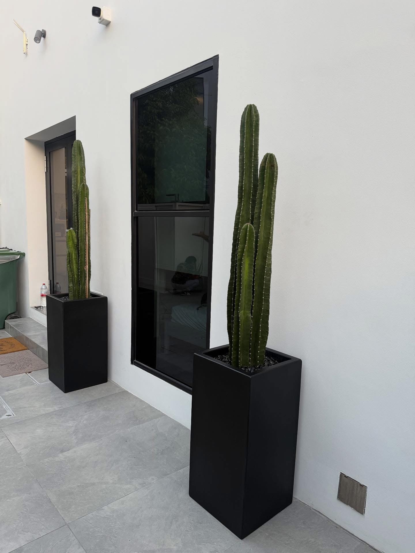 Cactus in Long Fiber Pot Premium