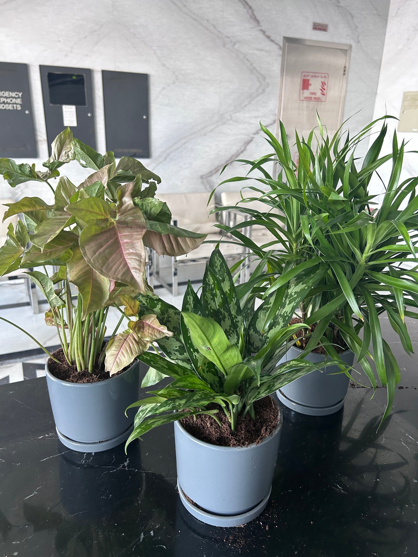 Indoor Plants Table Plant Bundle