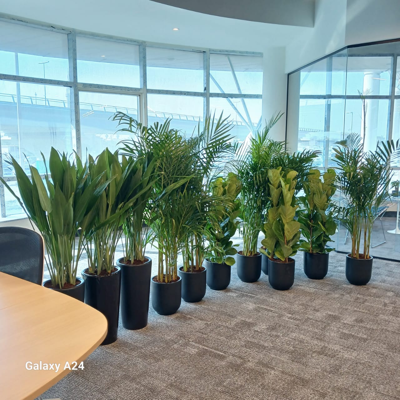 AAA 11pcs Bundle Office Plants