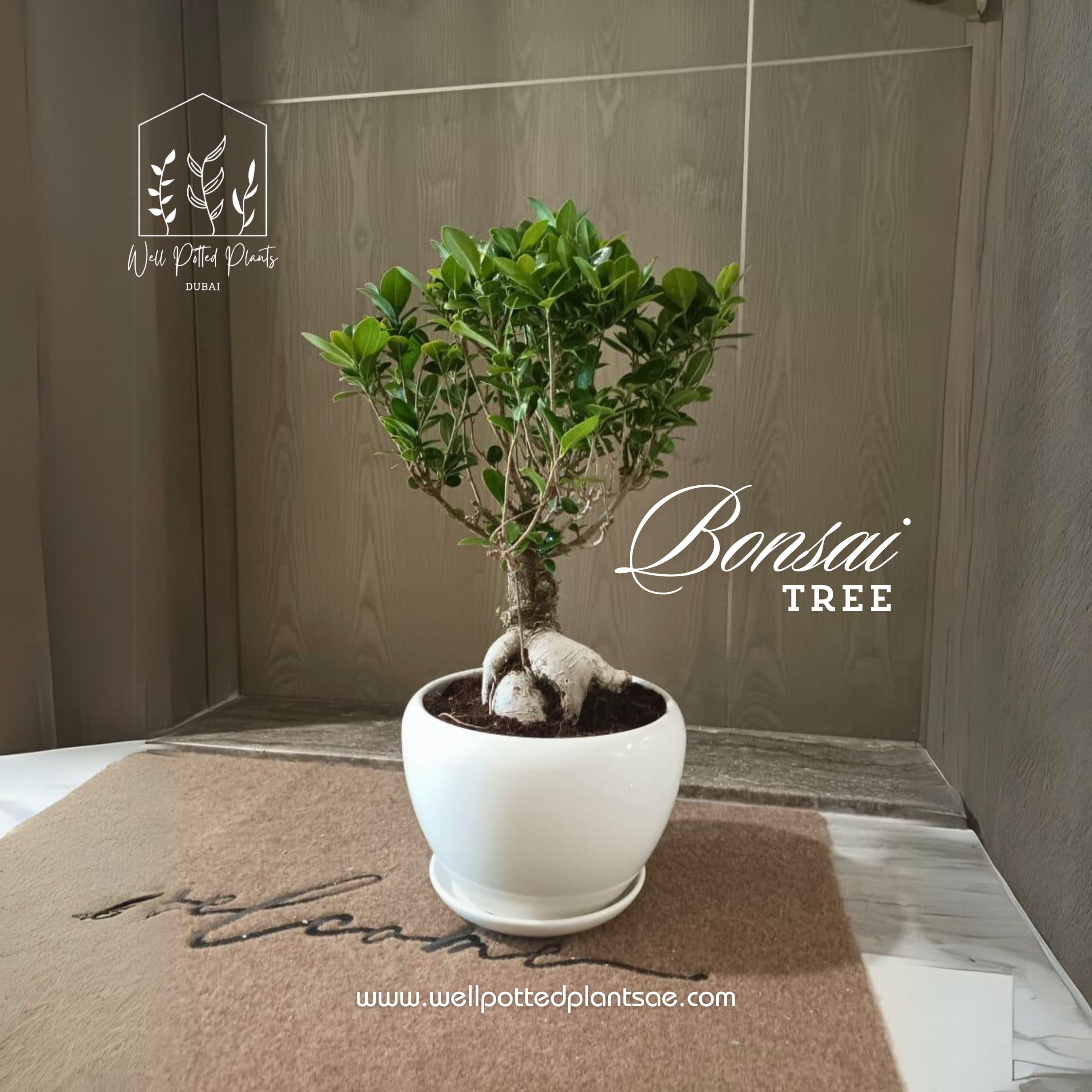 Bonsai Table Plant WOW