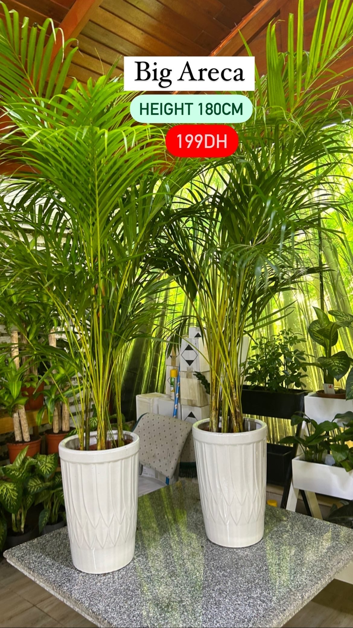 Areca Palm Bushy Each PROMO