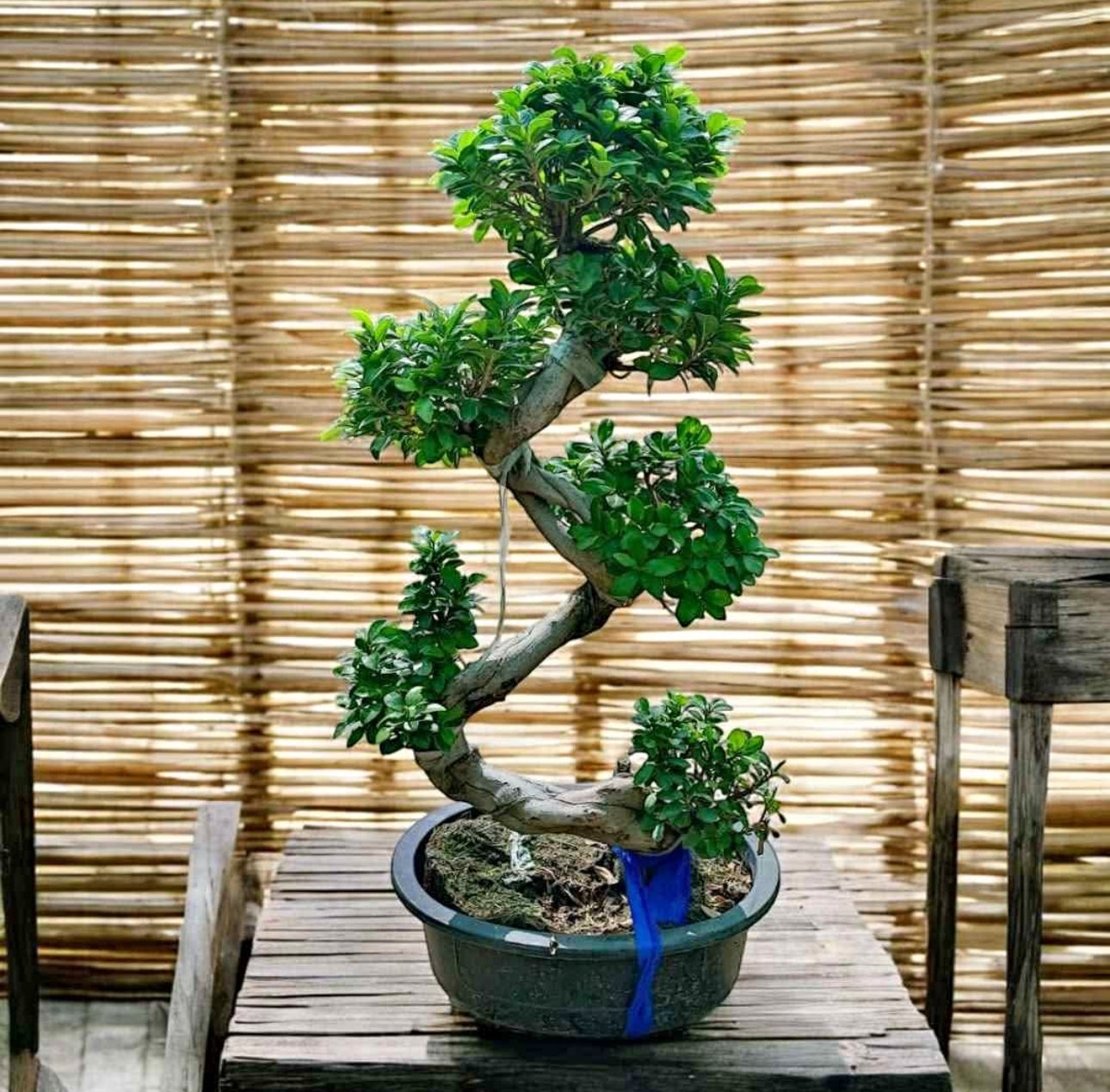 Bonsai Premium in White Ceramic Imported From Thailand
