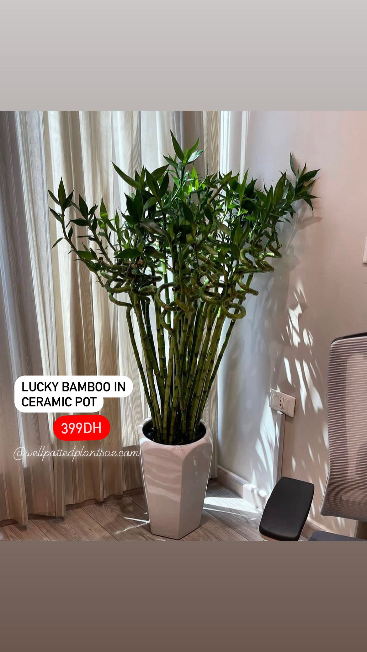 Lucky Bamboo in Ceramic Promo Plants UAE