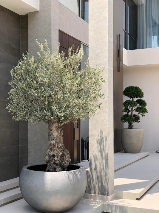 Olive 30 year Old Super Large in Beige