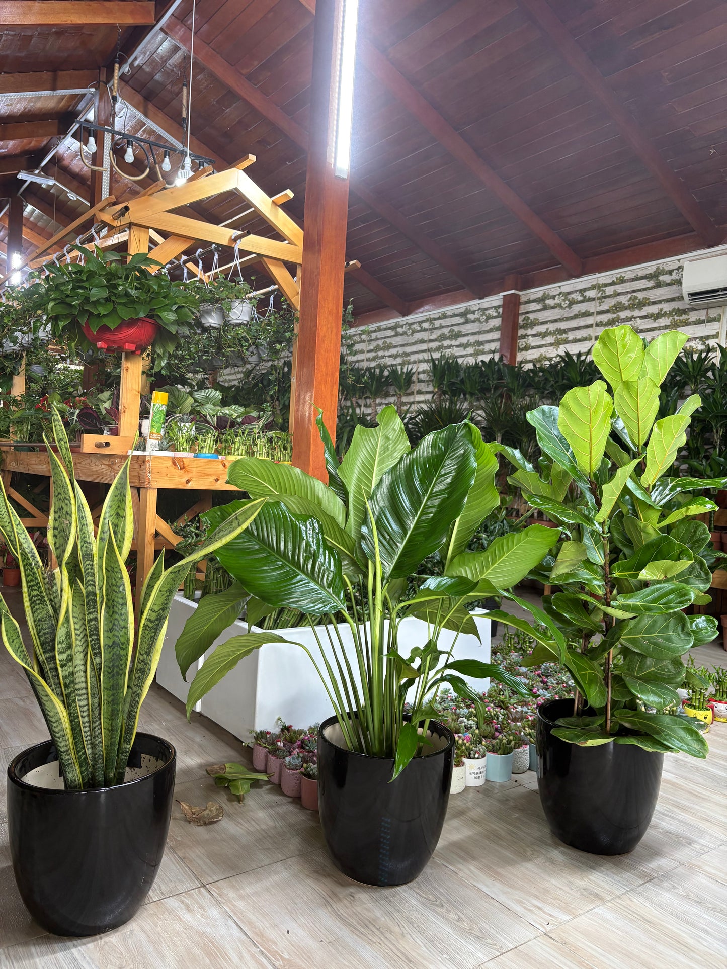 Air Purifying Bundle 2 Plants + 1