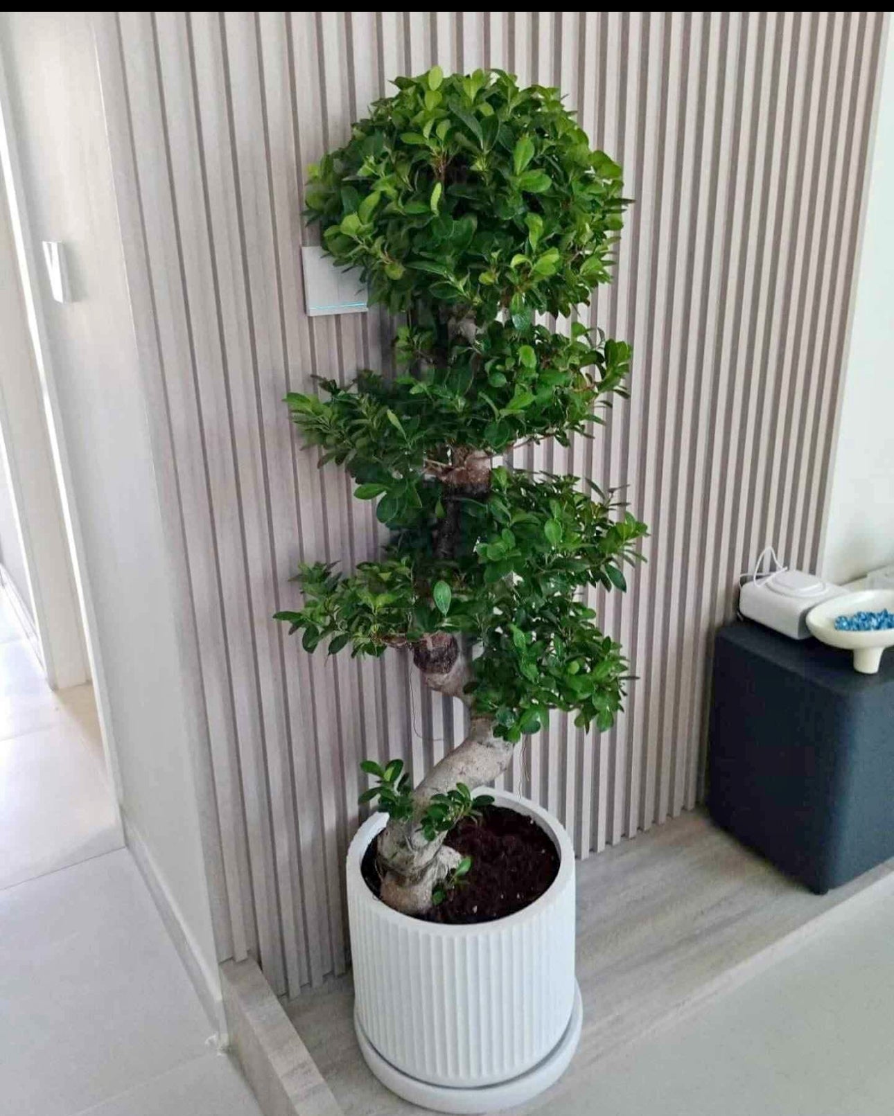 Large Bonsai Premium Quality Holland