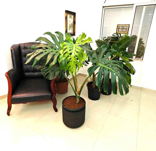 Monstera Large Rare-type Indoor