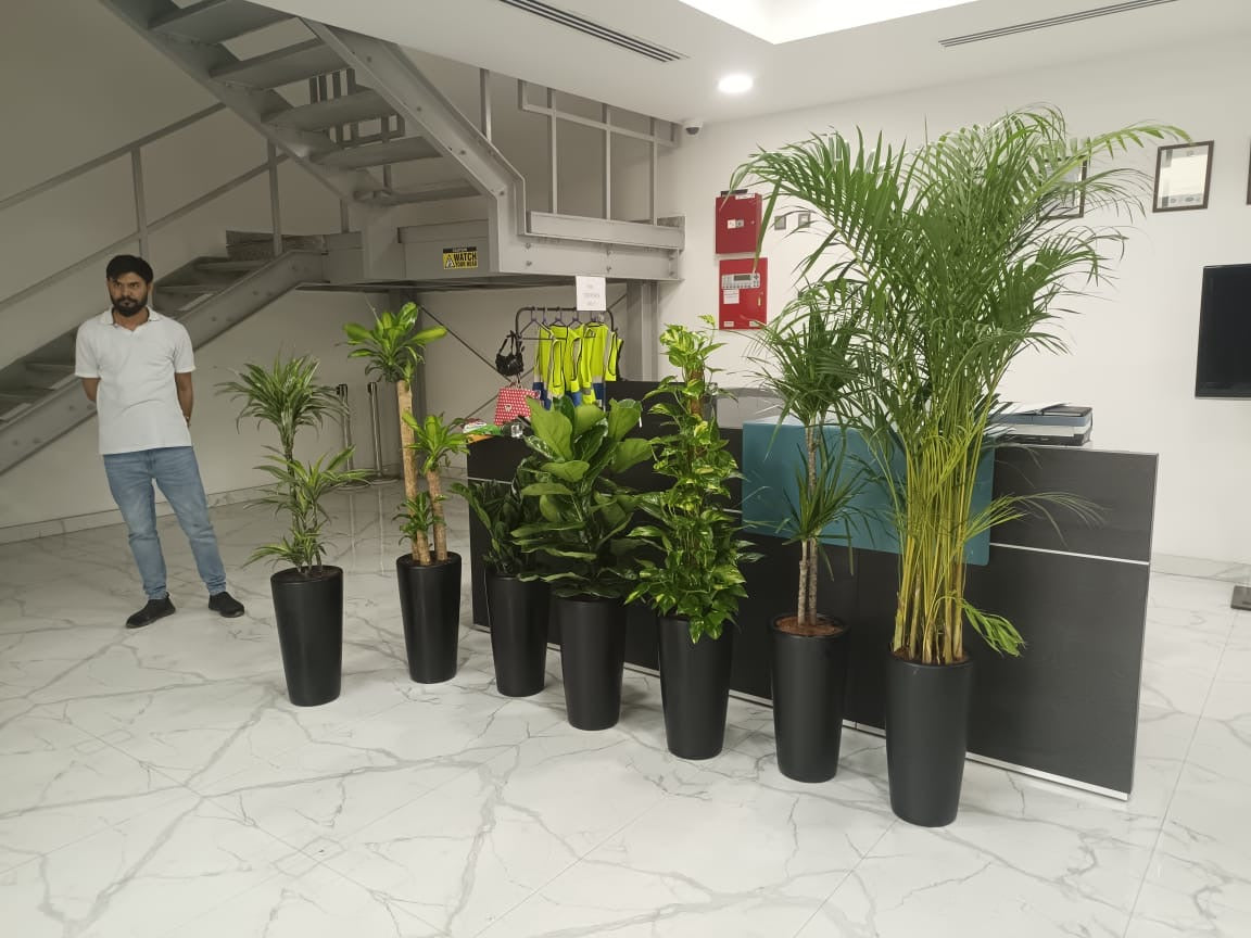Office Plants Bundle Premium 7pc Air Purifying Plants