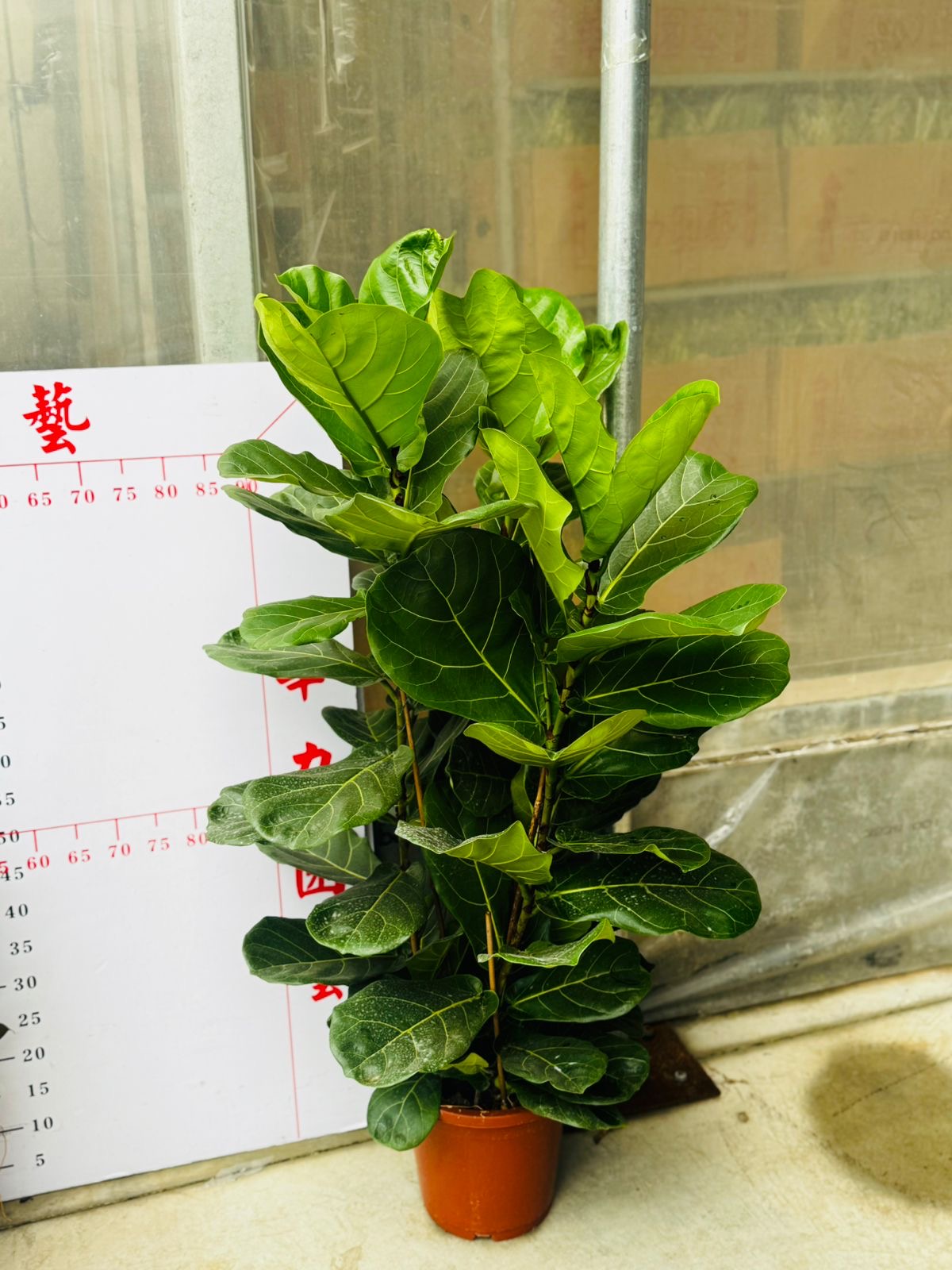 Fiddle Bushy Premium Promo