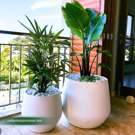 Office Plant Outdoor Premium Bundle in FiberPot New