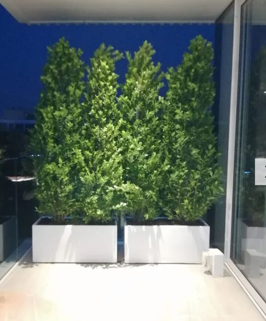 Ficus Panda Privacy Plant Each Fiber Pot