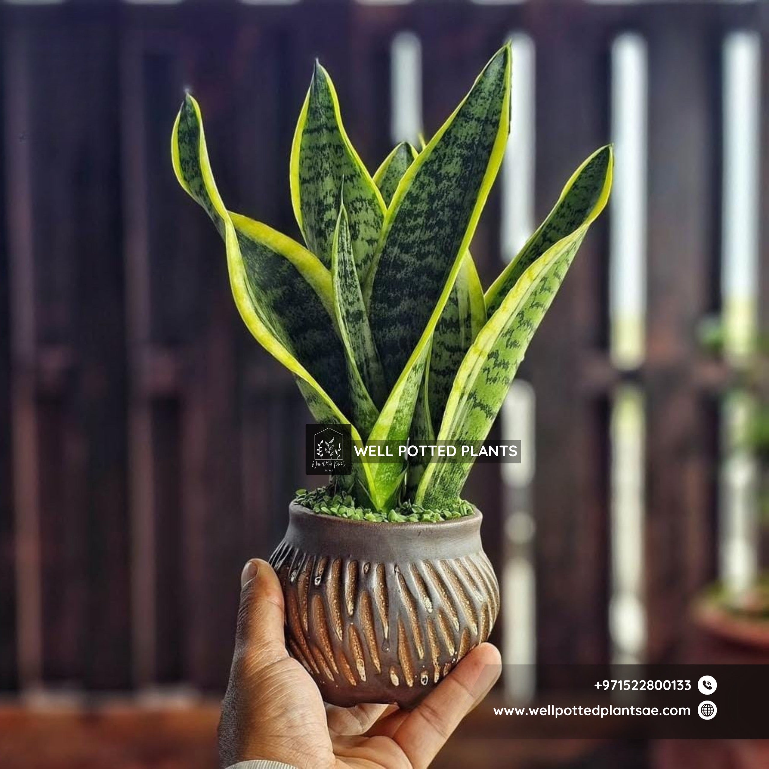 Table Plant snakeplamt