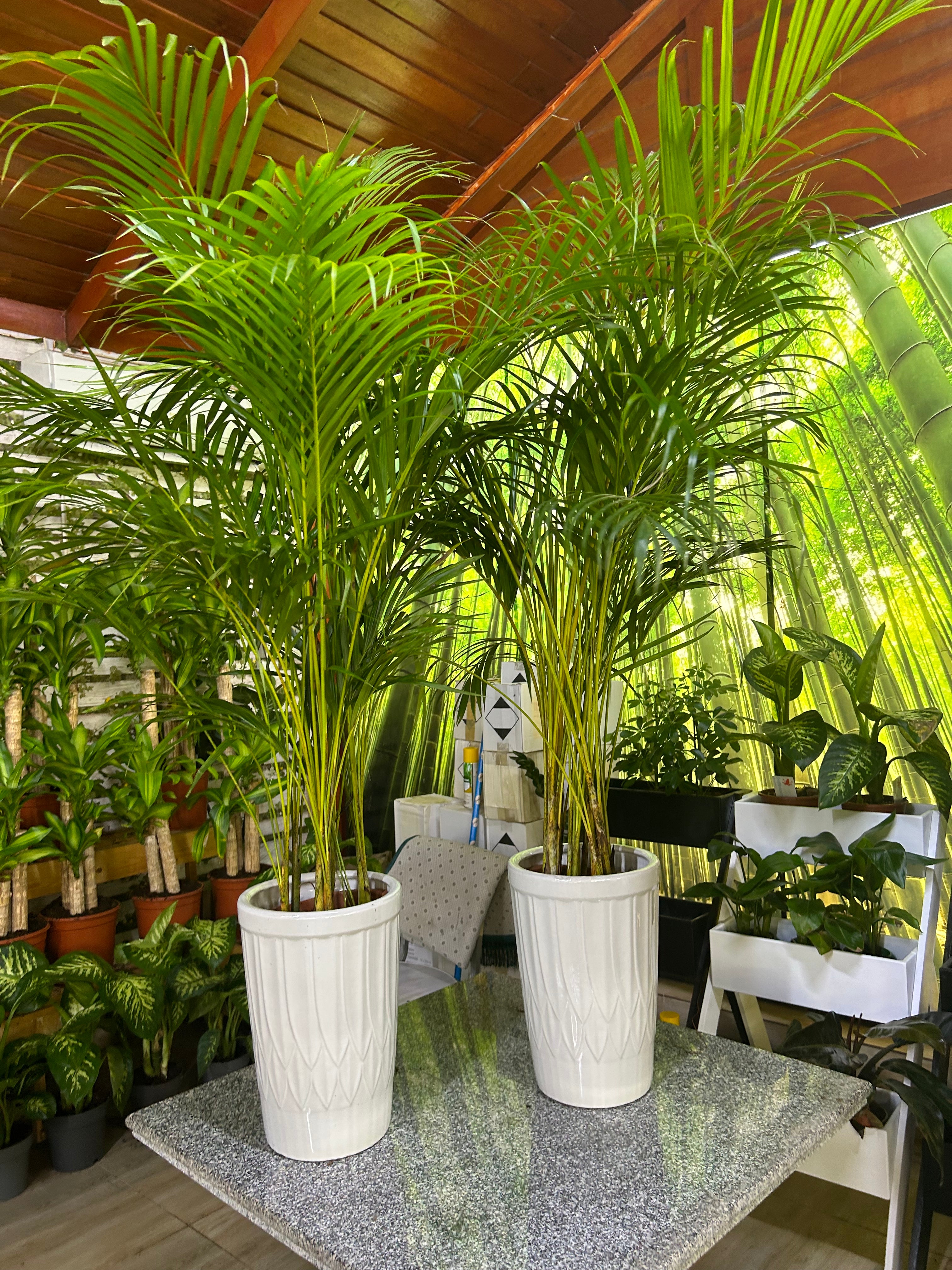 Areca Palm Bushy Each PROMO