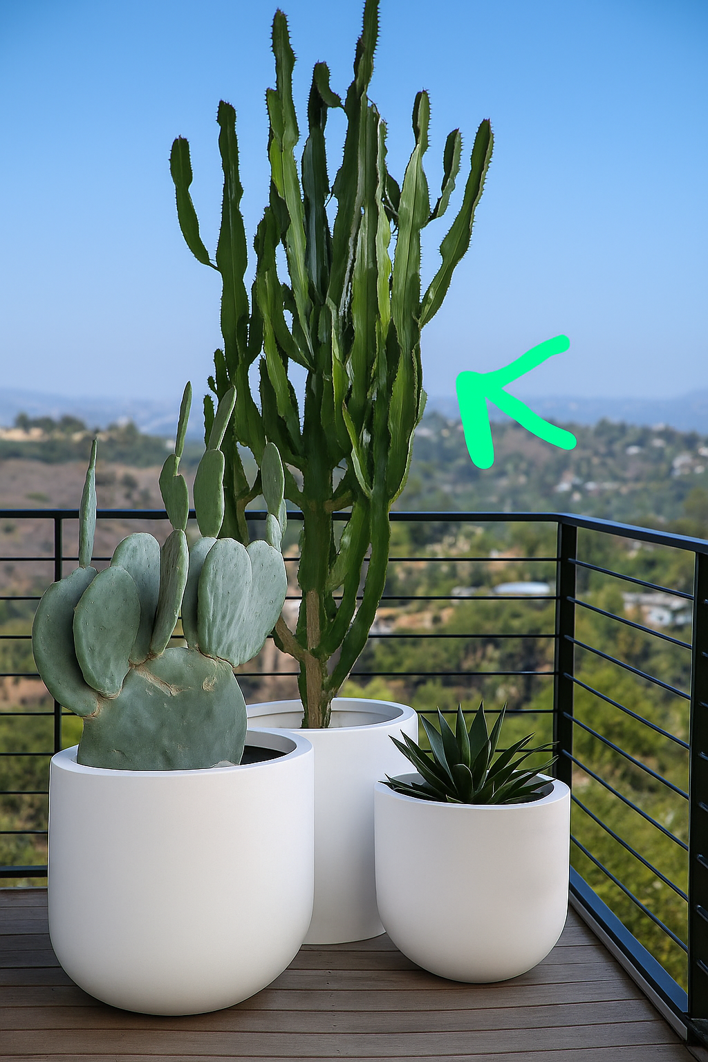 Cactus Premium Bundle 3pc in Fiber Classy White Pot Lifetime Warranty