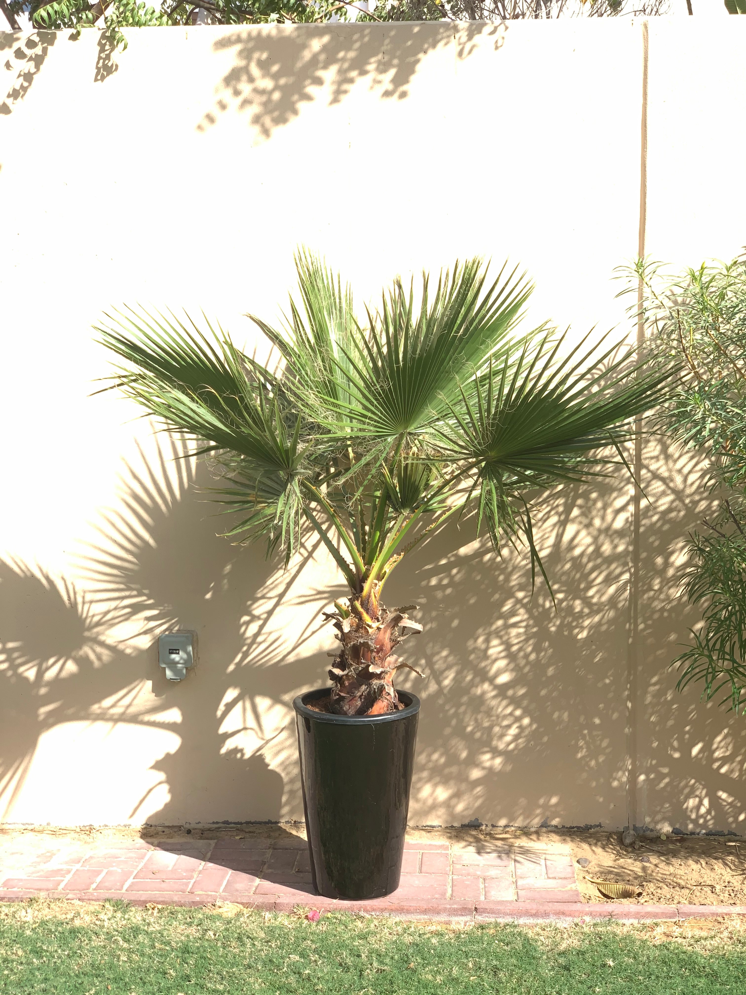 Washintonia Palm Big in Long Pot Clearance Sale