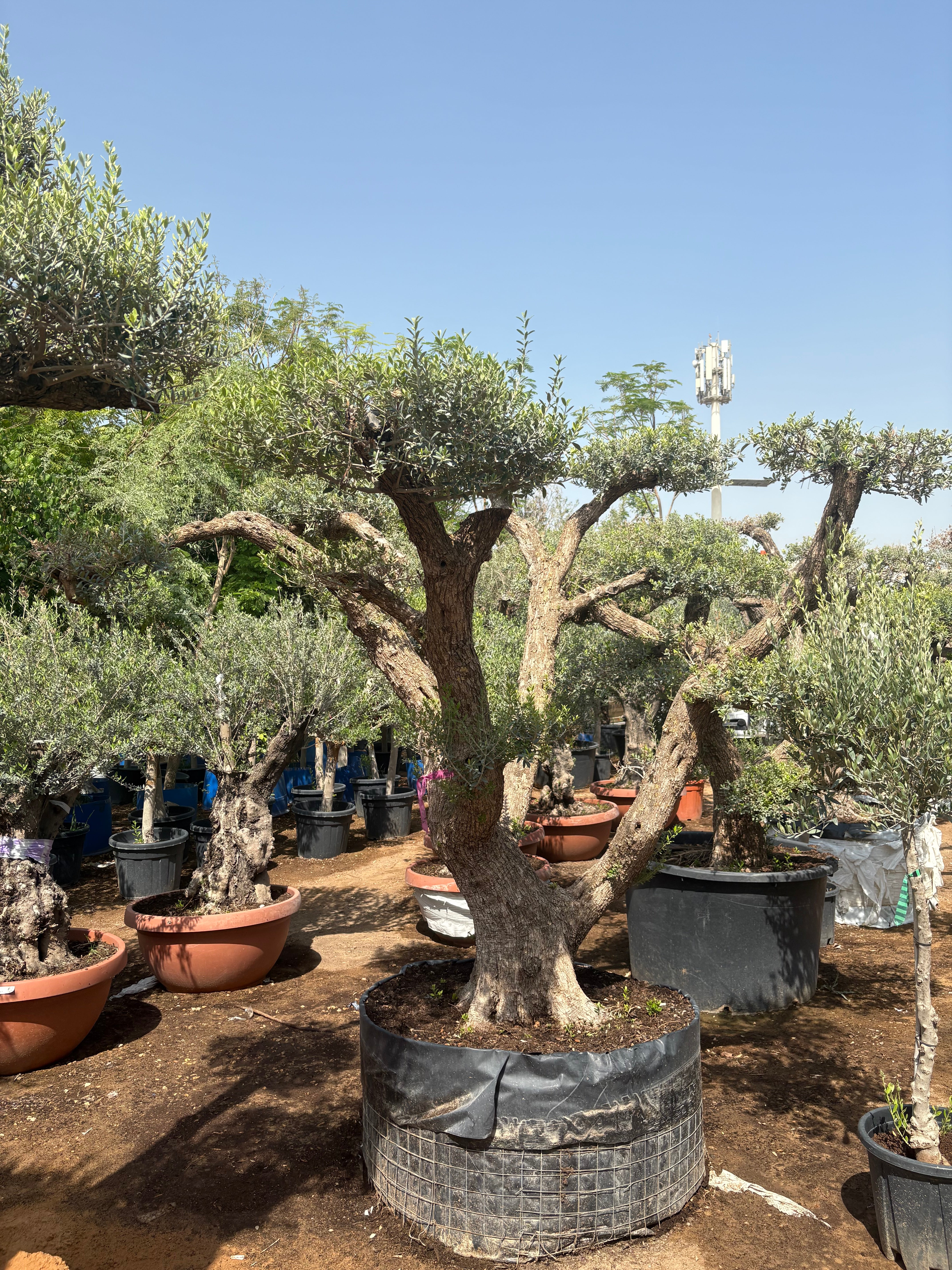 Olive Tree Bonsai 60 yr old