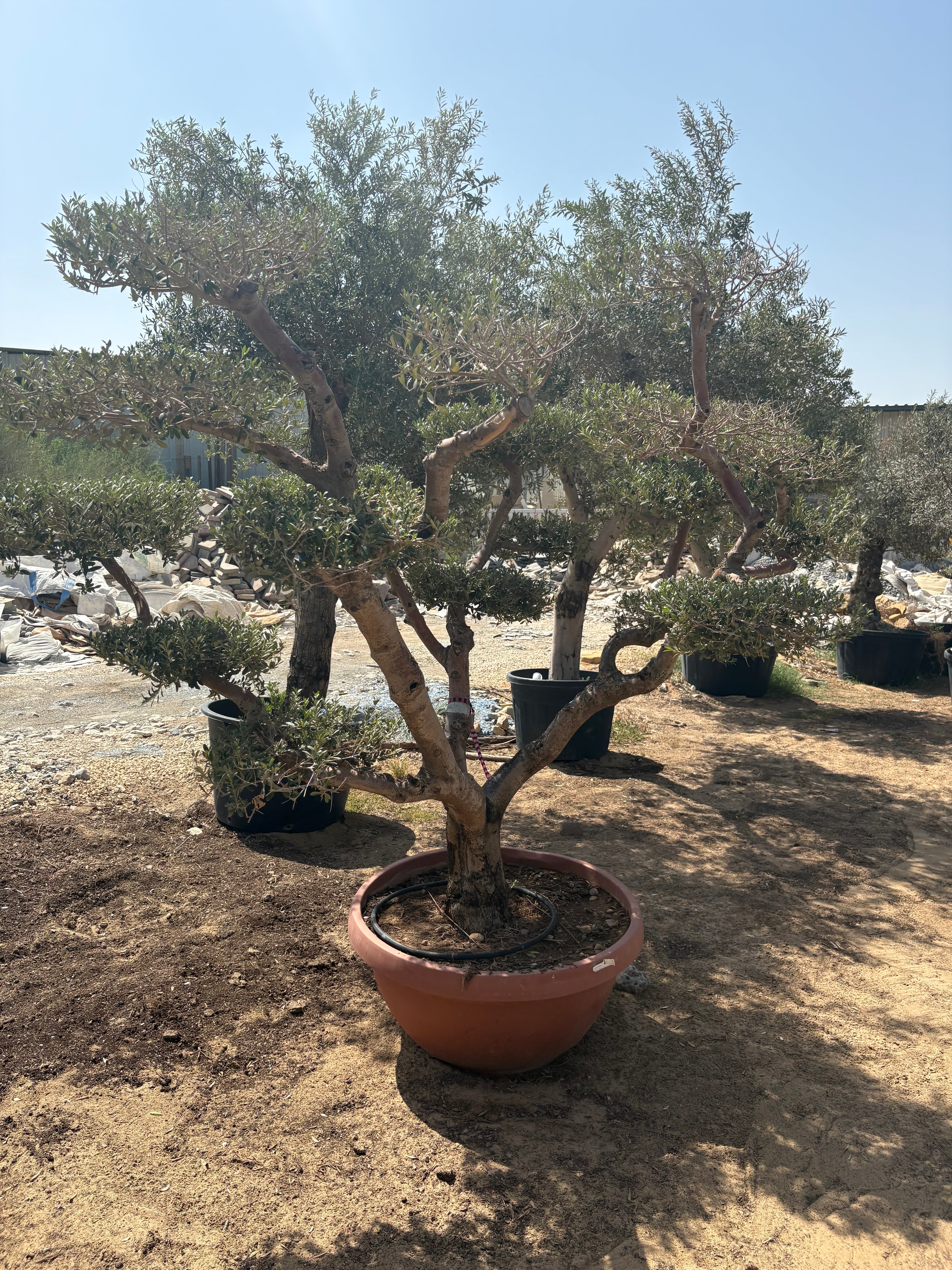 Olive Tree Bonsai 30 yr Multiple Head