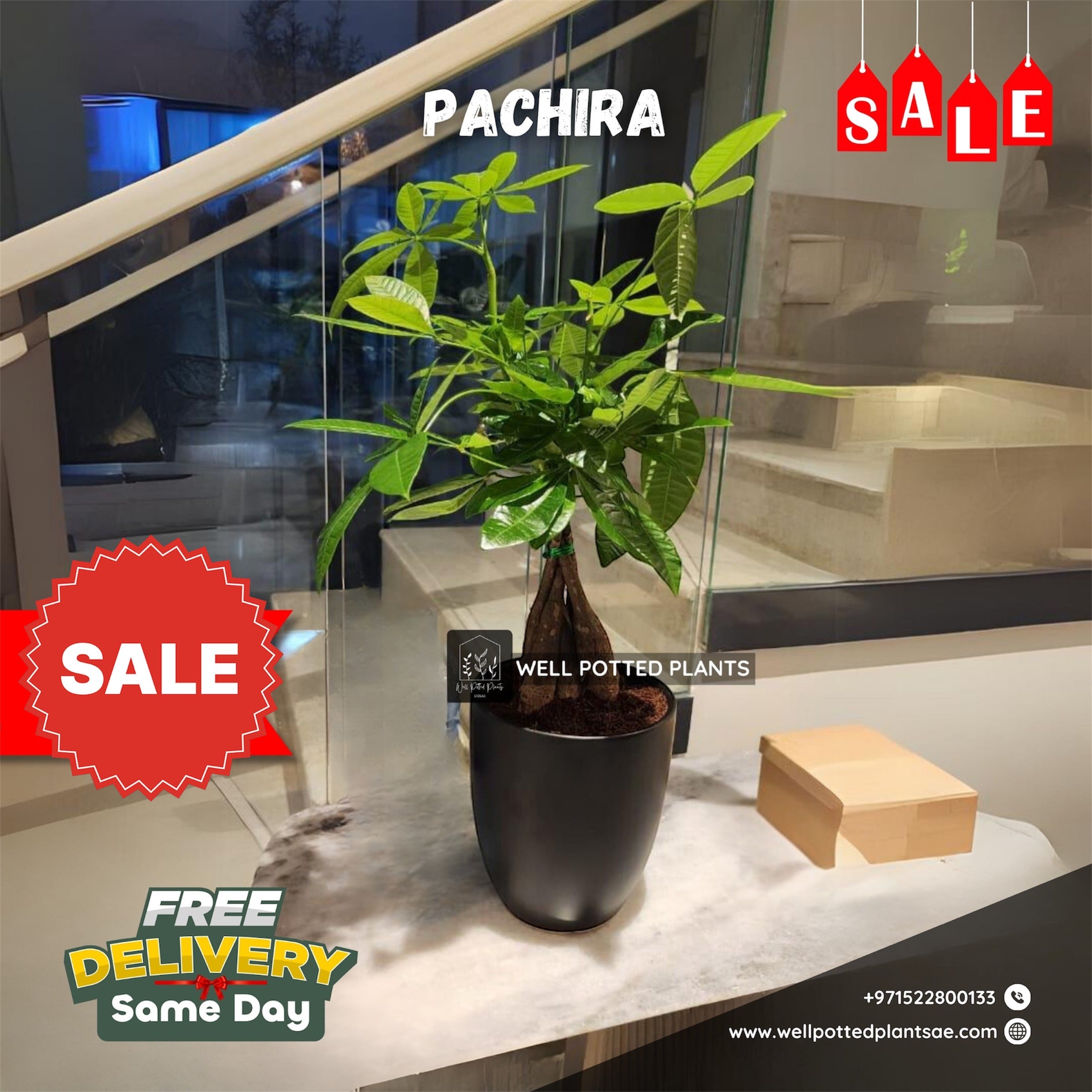 Pachira Table Plant PROMO