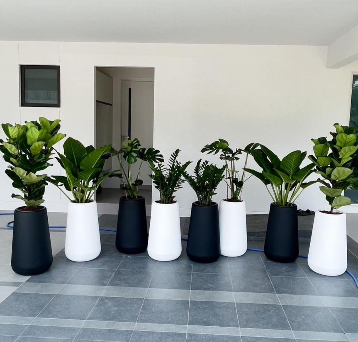 Office Plants Bundle (8plants) in Fiber New Premium