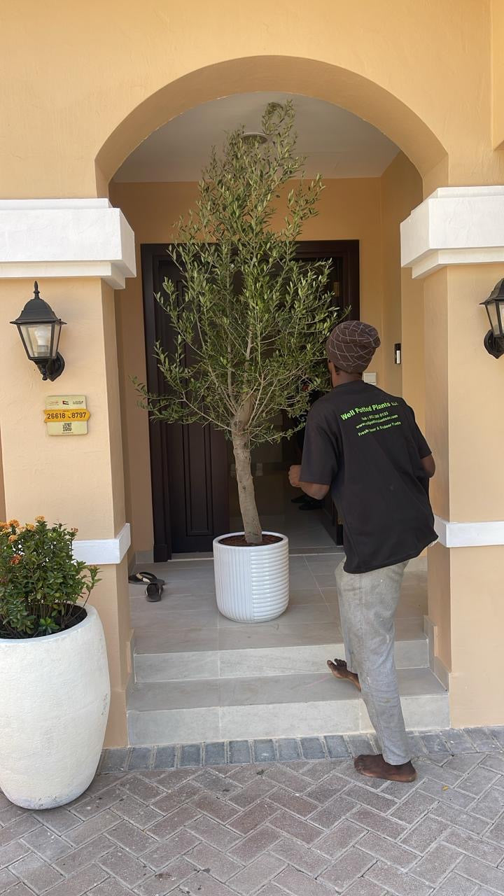 Olive Tree Fully Grown 2.2m to 2.5m 15 year old Olive Tree on Promo