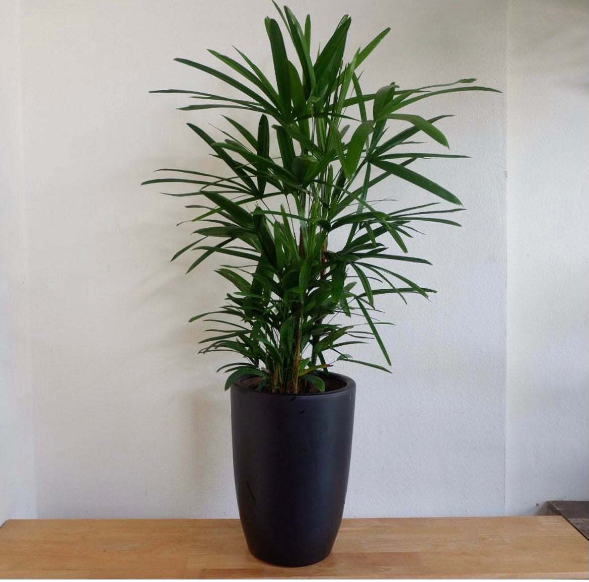 Office Plant Rephalis PROMO