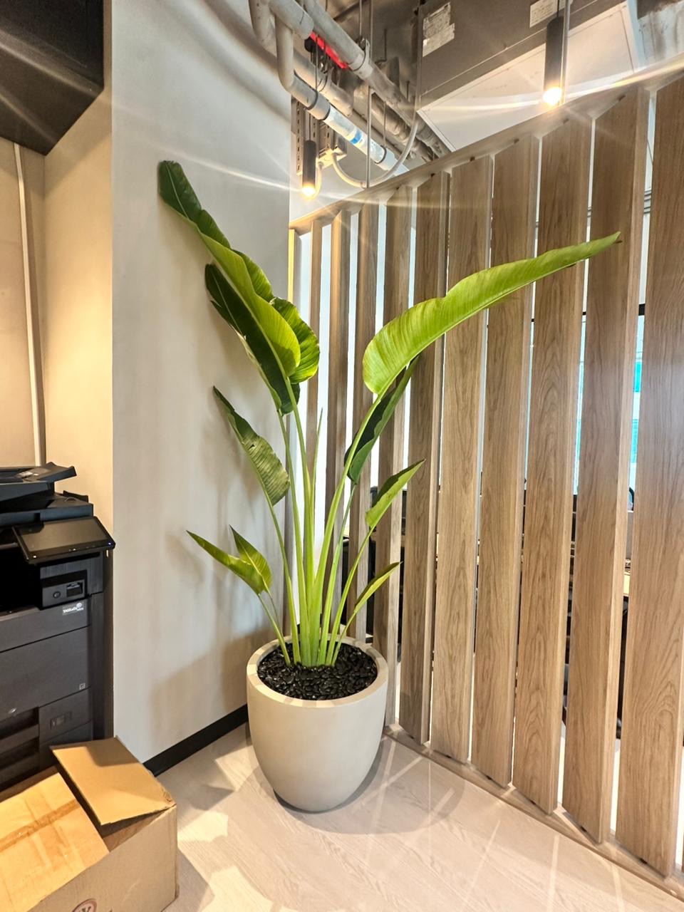 Travellers Palm Big Plant in Beige Pot 3meter Premium