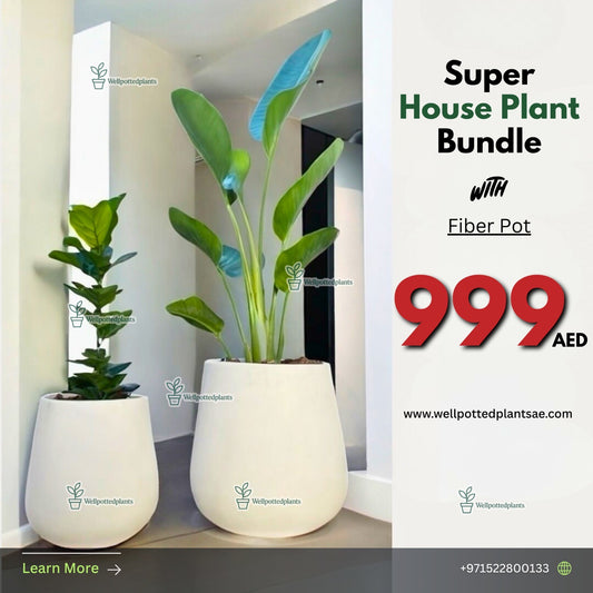House Plant Travellers Palm + Fiddle Super Bundle