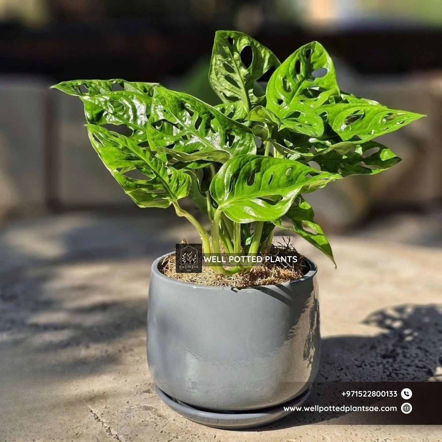 Table Plant Swiss Cheese Monsters