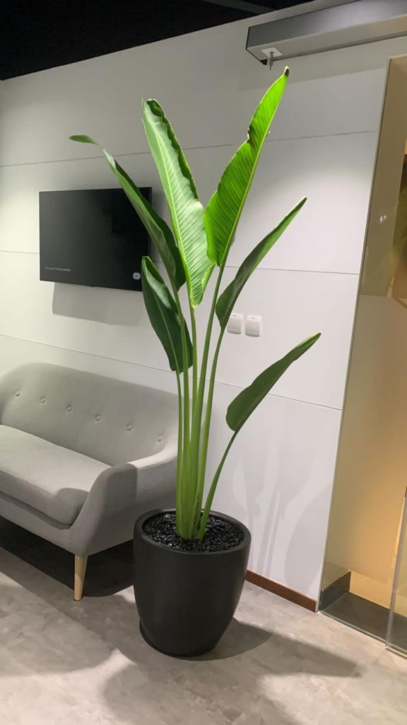 Office Plants Big Areca + Big Travellers Palm Bundle