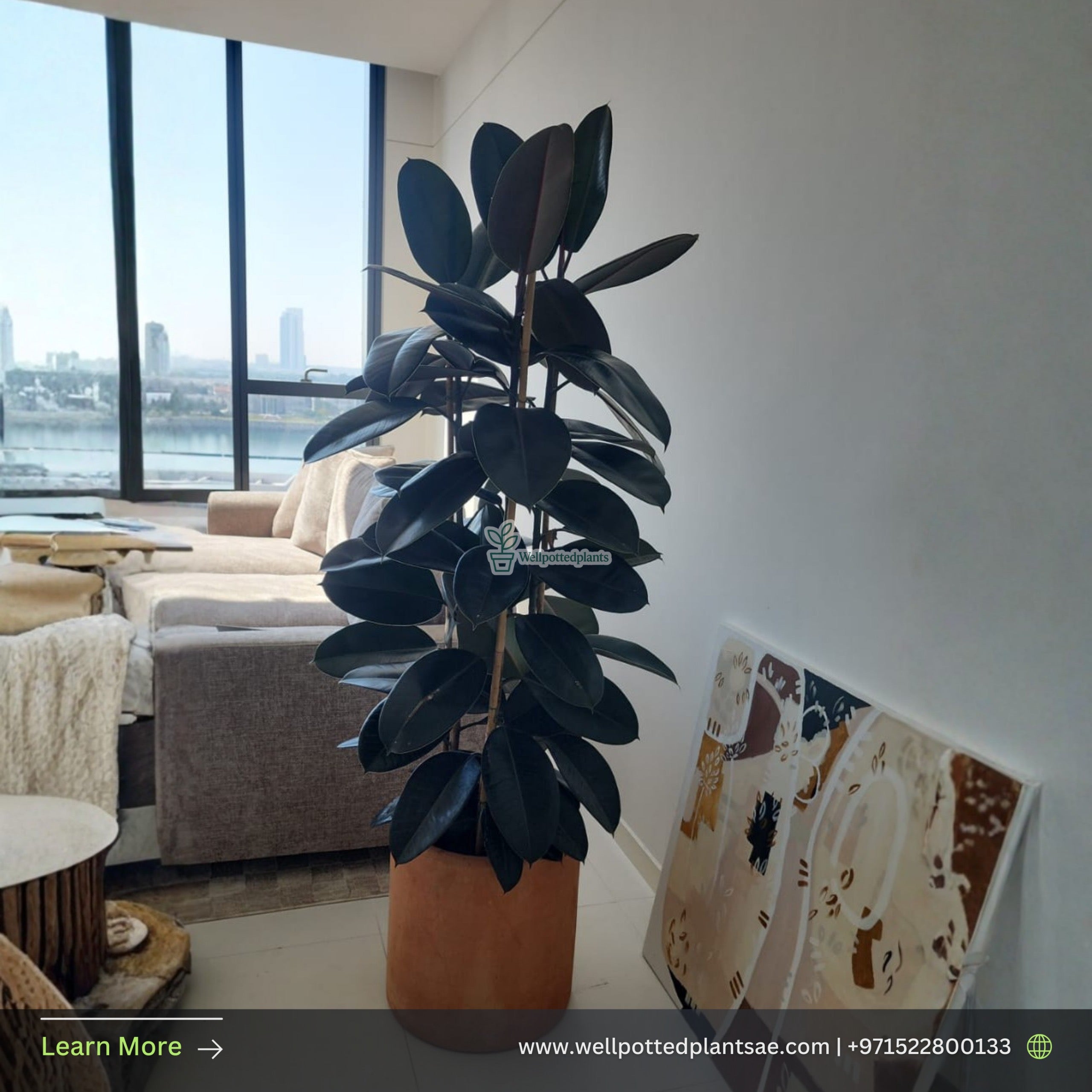 Big Rubber Plant from Holland in Fiber