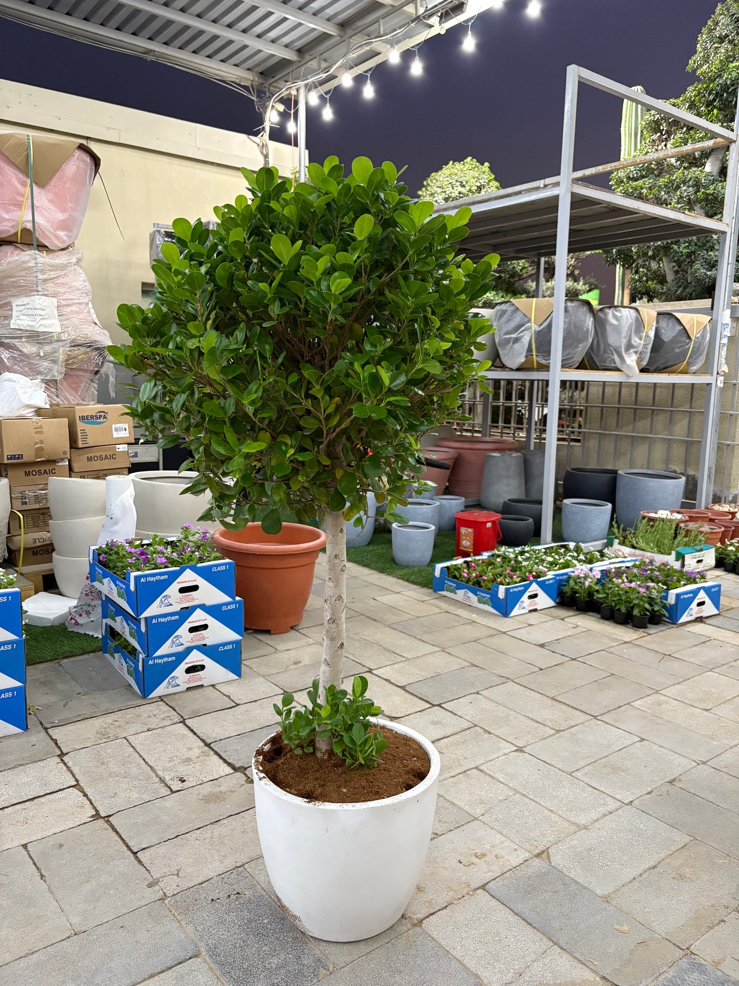 Wow Sale Outdoor Tree