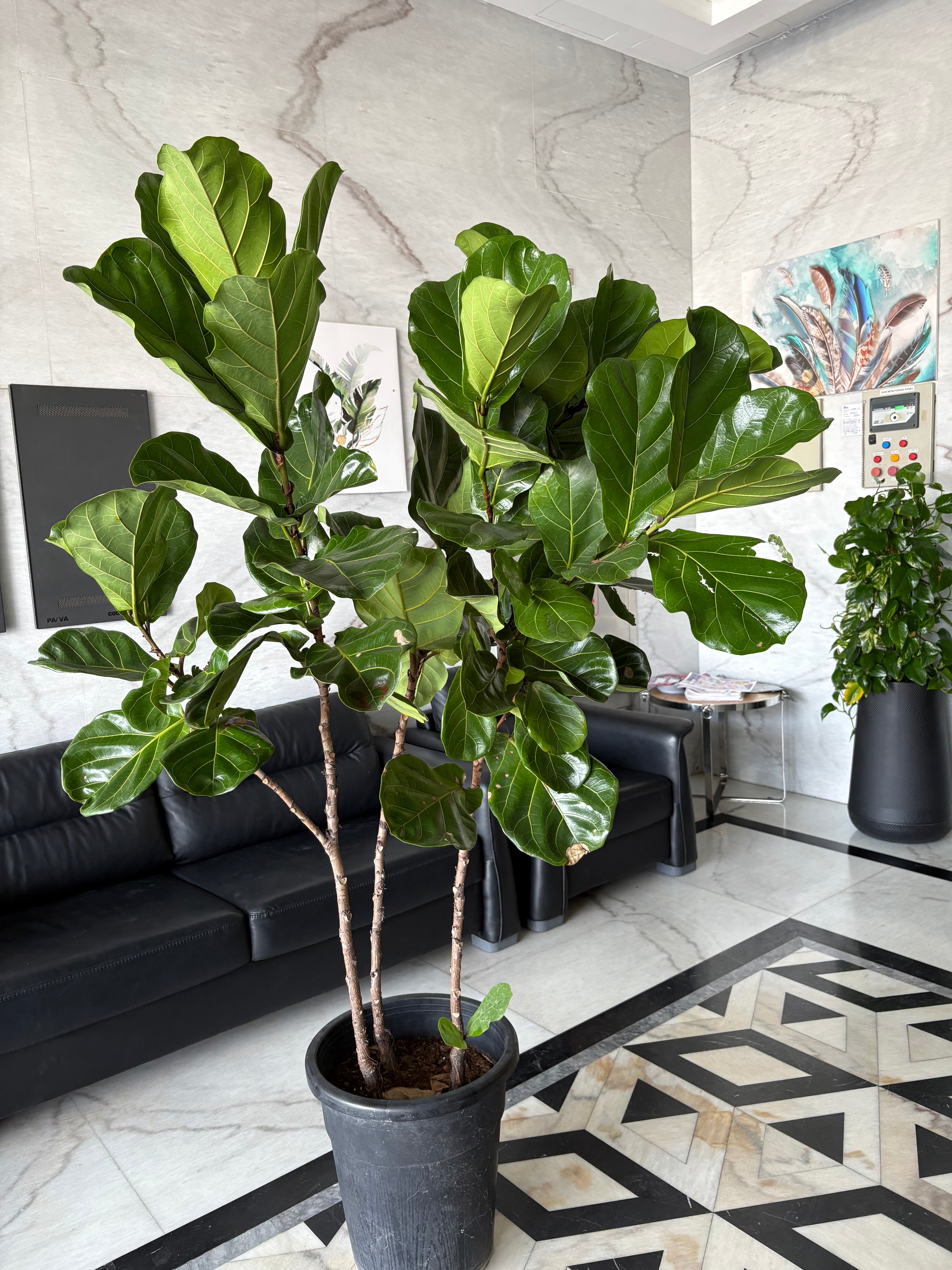 Fiddle XLarge Plant Promo at 180-200cm